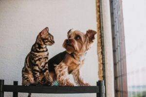 Pedido de contacto e cotação para seguro de saúde de cães e gatos. Proteção veterinária para pets